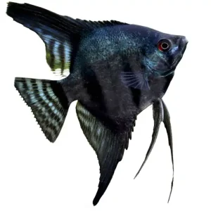 Skalar Blau-Schwarz Pinoy (Pterophyllum scalare), Größe L Echt